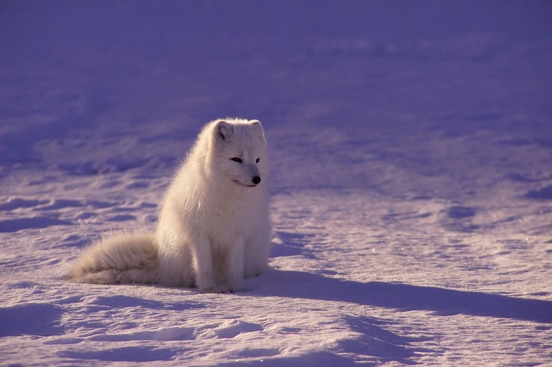 Arctic Landscape